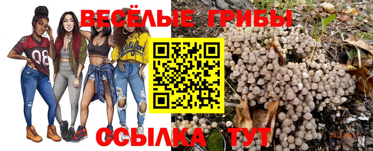 Псилоцибиновые грибы Psilocybine cubensis Новоалтайск